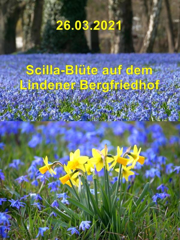 A Scilla V-__.jpg
